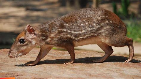 joana paca rat|Belize’s Famous Royal Rat: Foodies Love Gibnut Seasoned.